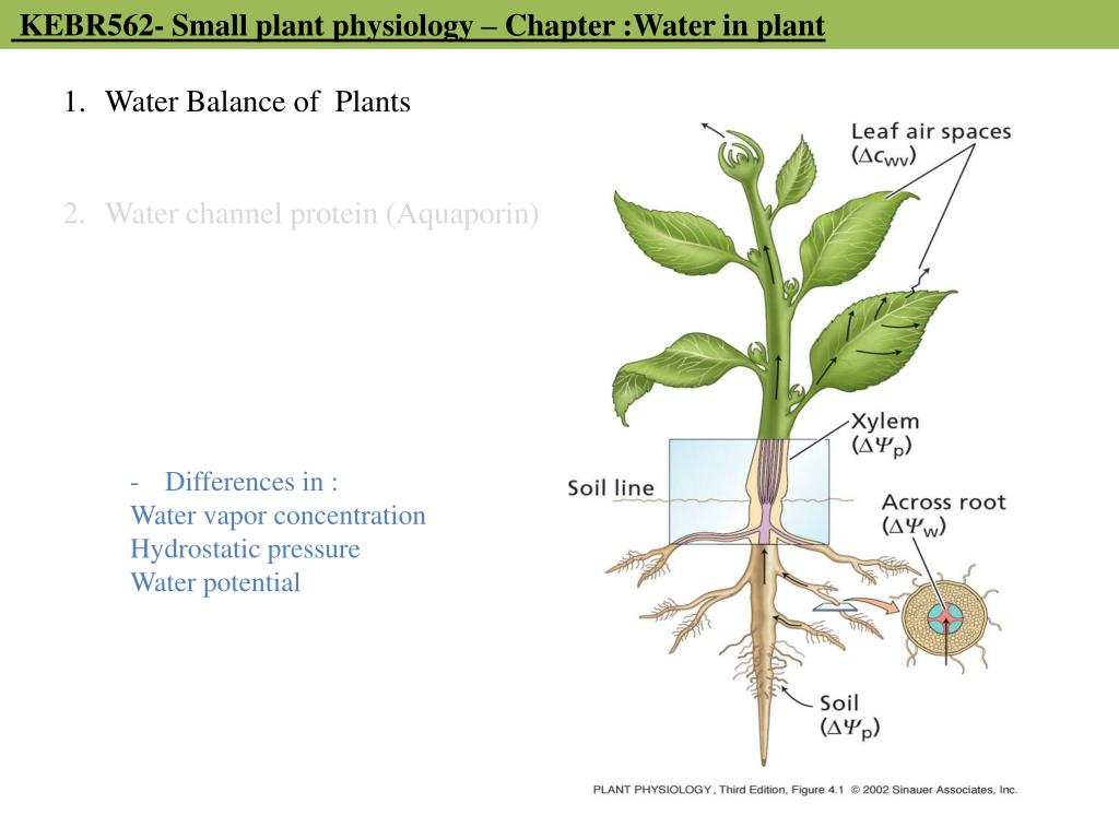PPT "Water in plant (its uptake and distribution)" PowerPoint