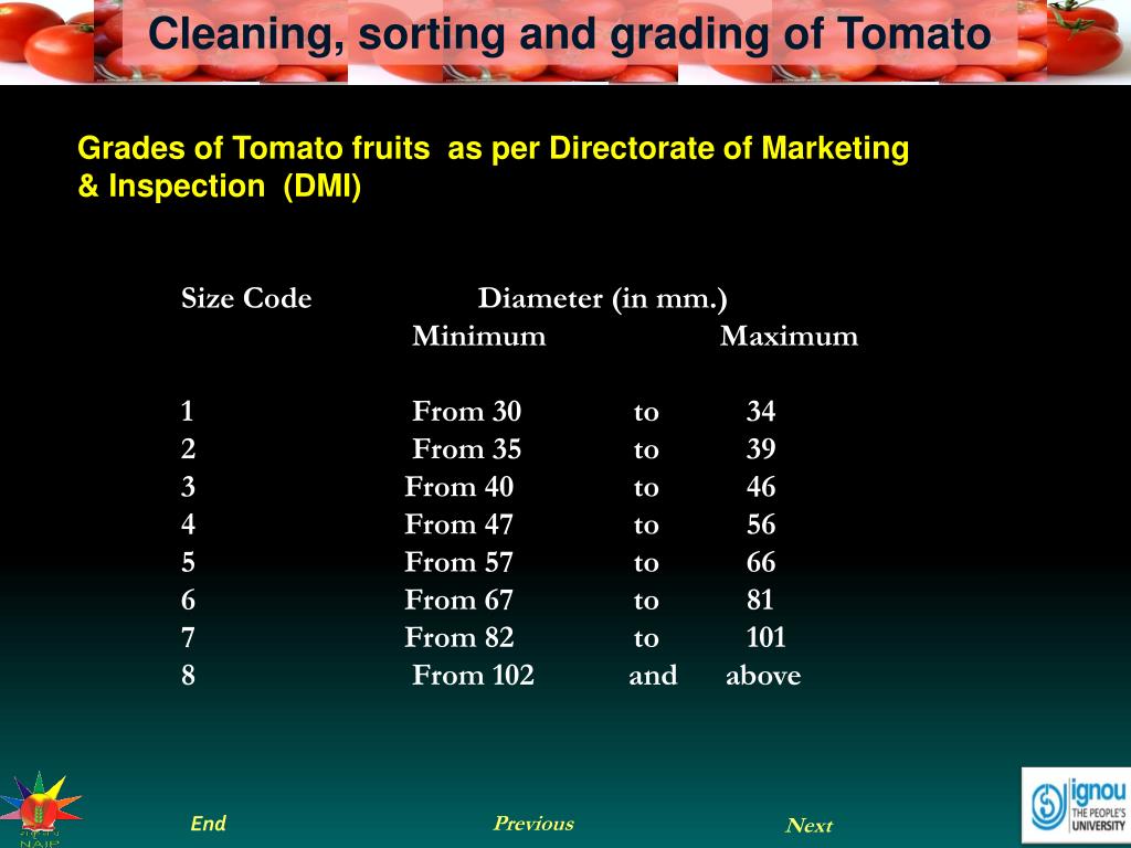 PPT Cleaning, sorting and grading of Tomato PowerPoint Presentation