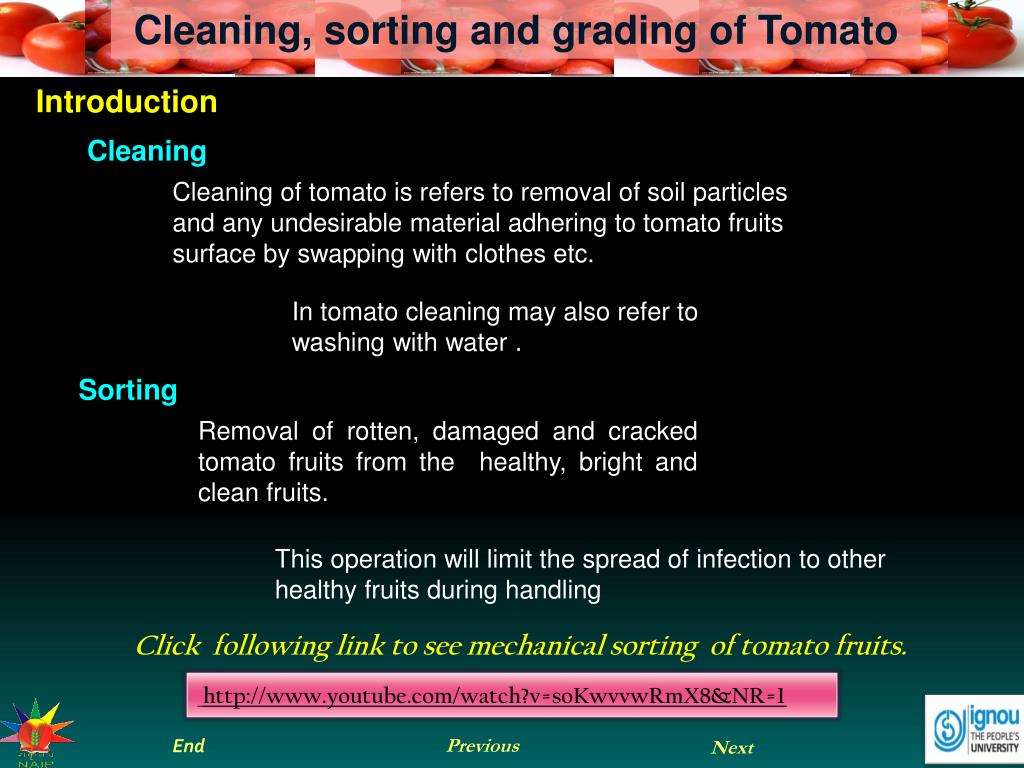 PPT Cleaning, sorting and grading of Tomato PowerPoint Presentation