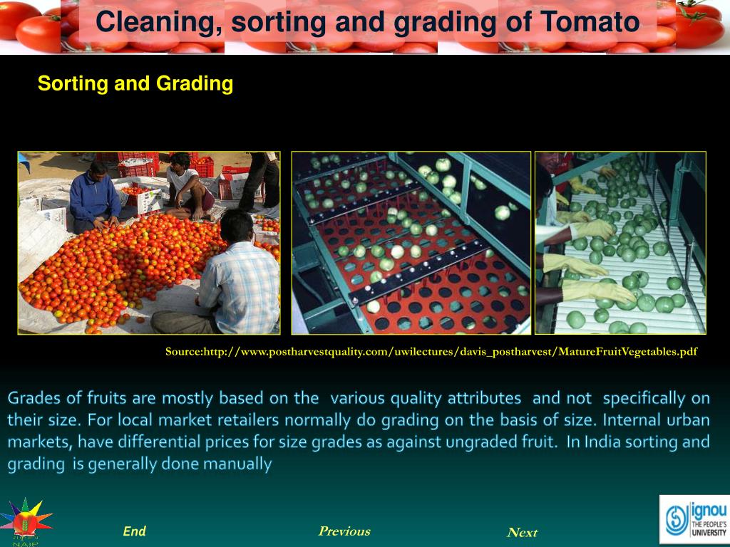 PPT Cleaning, sorting and grading of Tomato PowerPoint Presentation