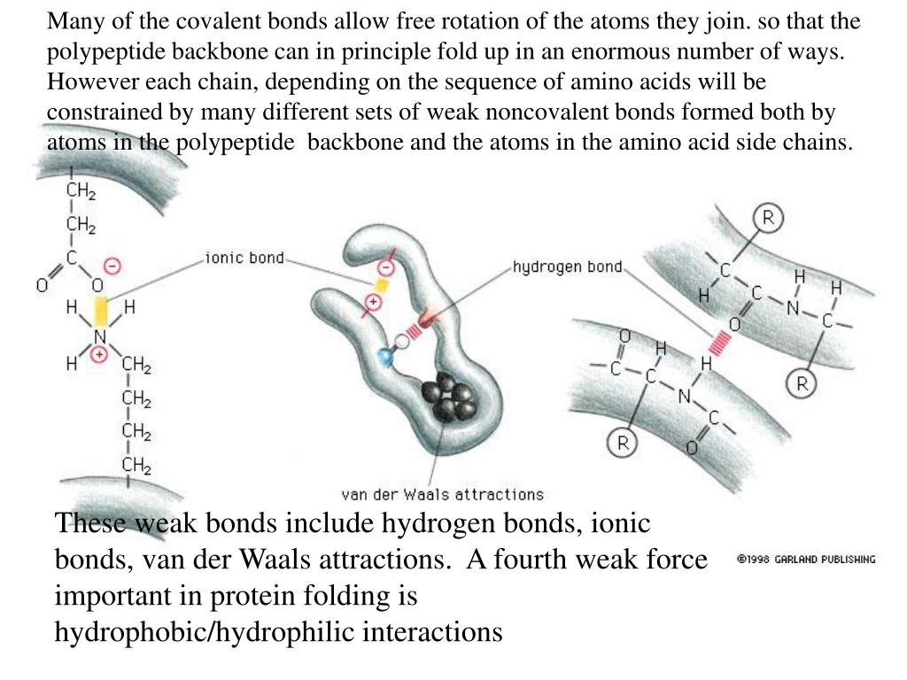 PPT Proteins are made up of amino acids covalently bonded together by