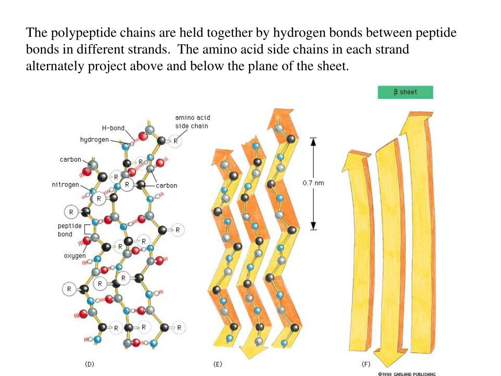PPT Proteins are made up of amino acids covalently bonded together by