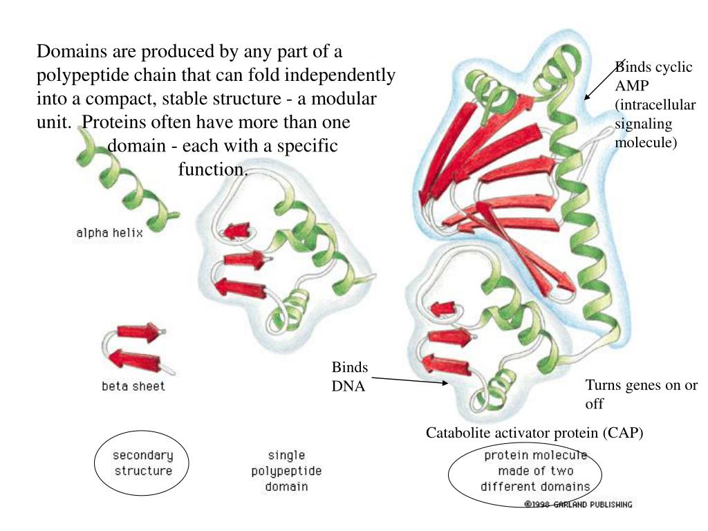 PPT Proteins are made up of amino acids covalently bonded together by