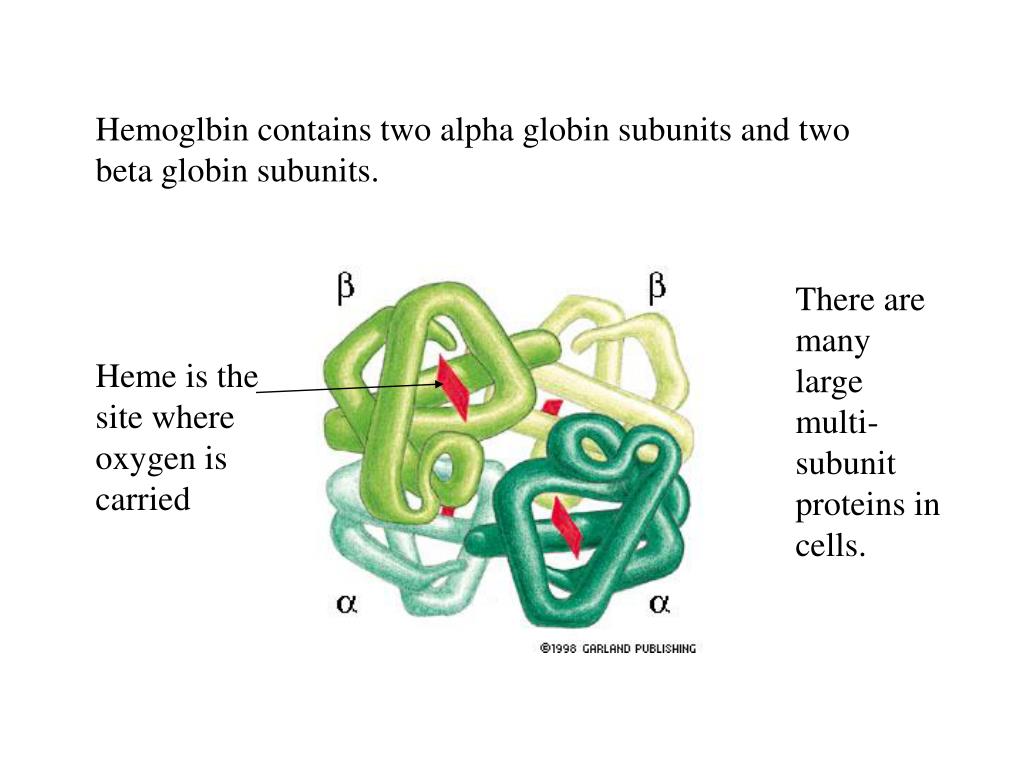 PPT Proteins are made up of amino acids covalently bonded together by peptide bonds