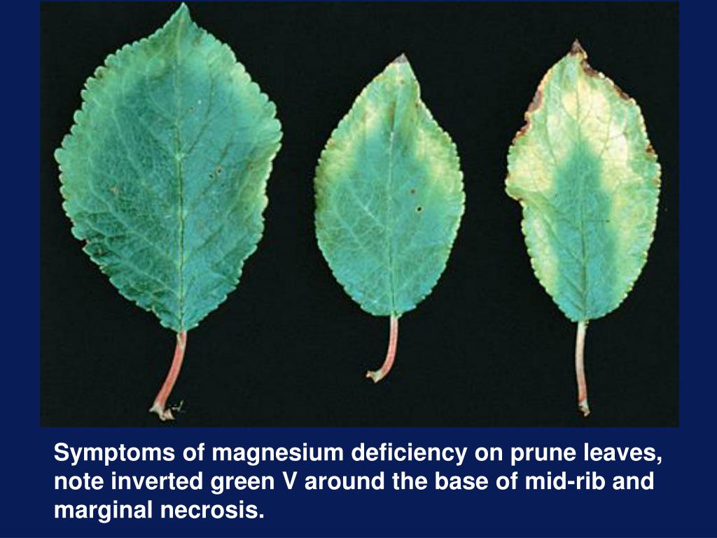 PPT HORT 5504 MAGNESIUM DEFICIENCY PHOTOS PowerPoint Presentation