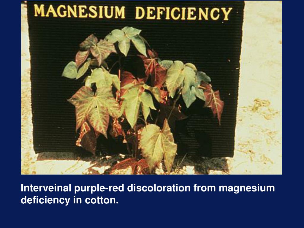 PPT HORT 5504 MAGNESIUM DEFICIENCY PHOTOS PowerPoint Presentation