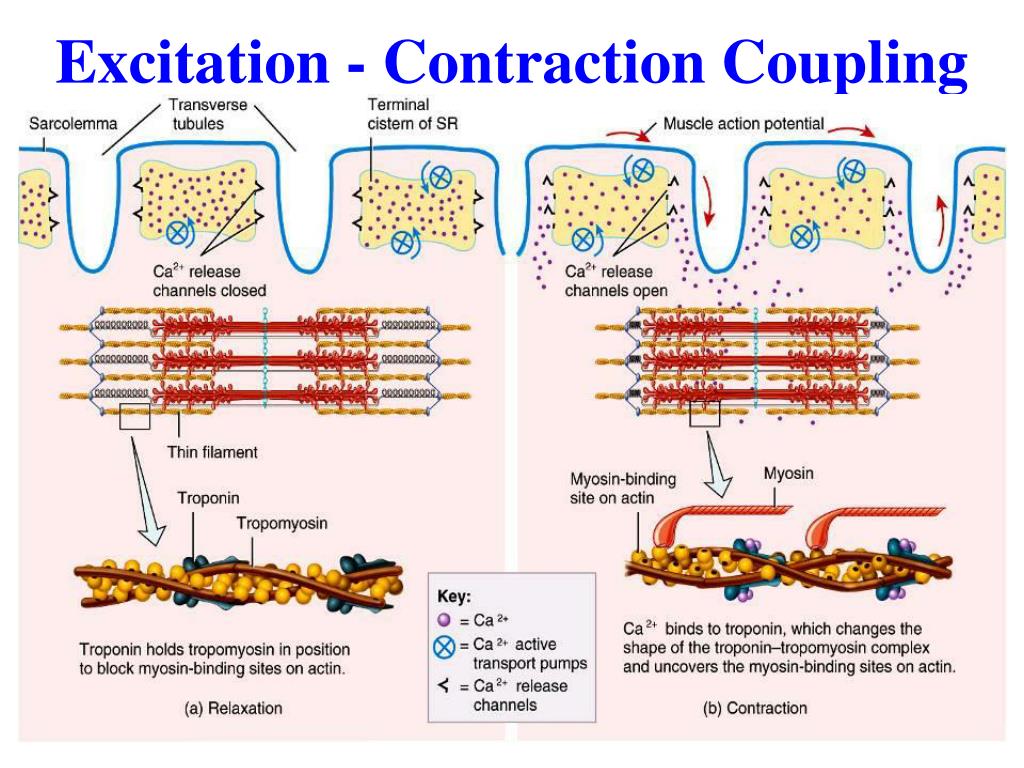 PPT Muscle Tissue Chapter 10 PowerPoint Presentation, free download ID6880206