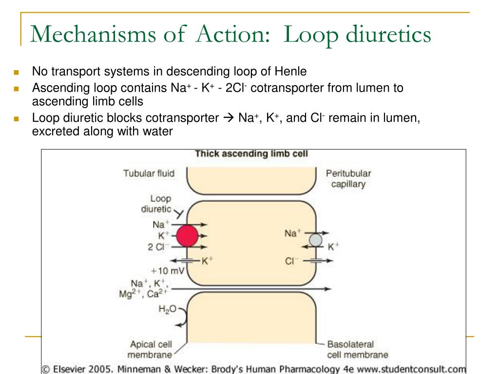 PPT Diuretics PowerPoint Presentation, free download ID6881599