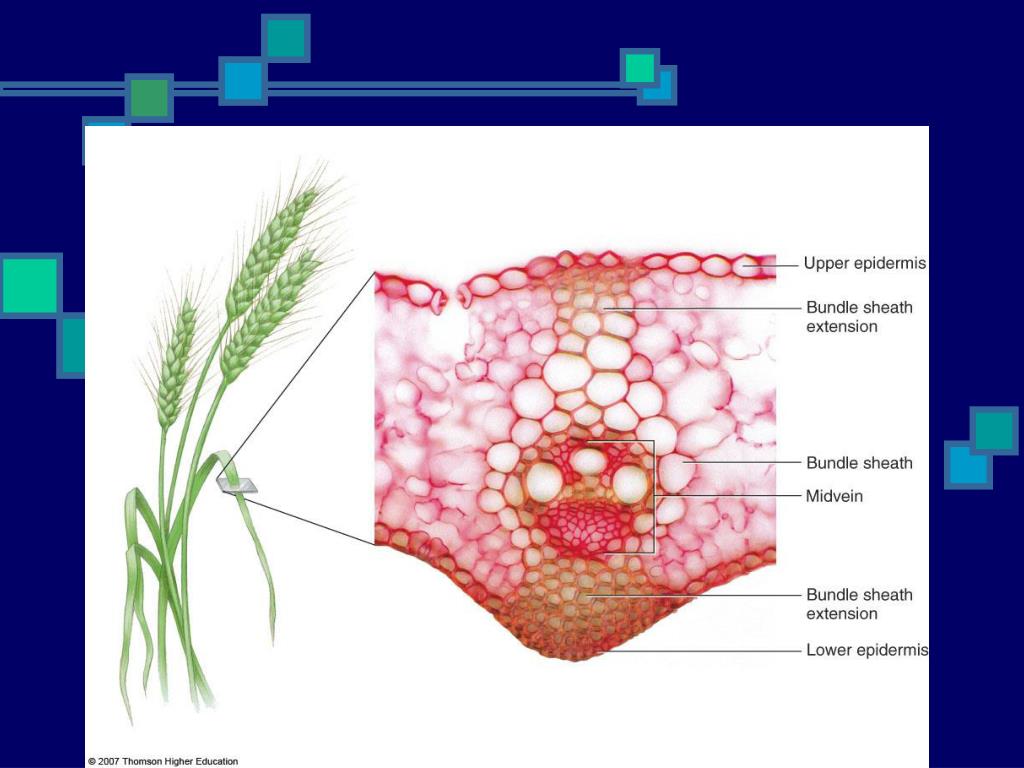 PPT Plant Organs Leaves PowerPoint Presentation, free download ID