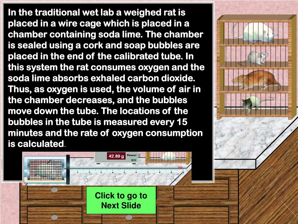 PPT RESPIRATION LAB PowerPoint Presentation, free download ID6884242