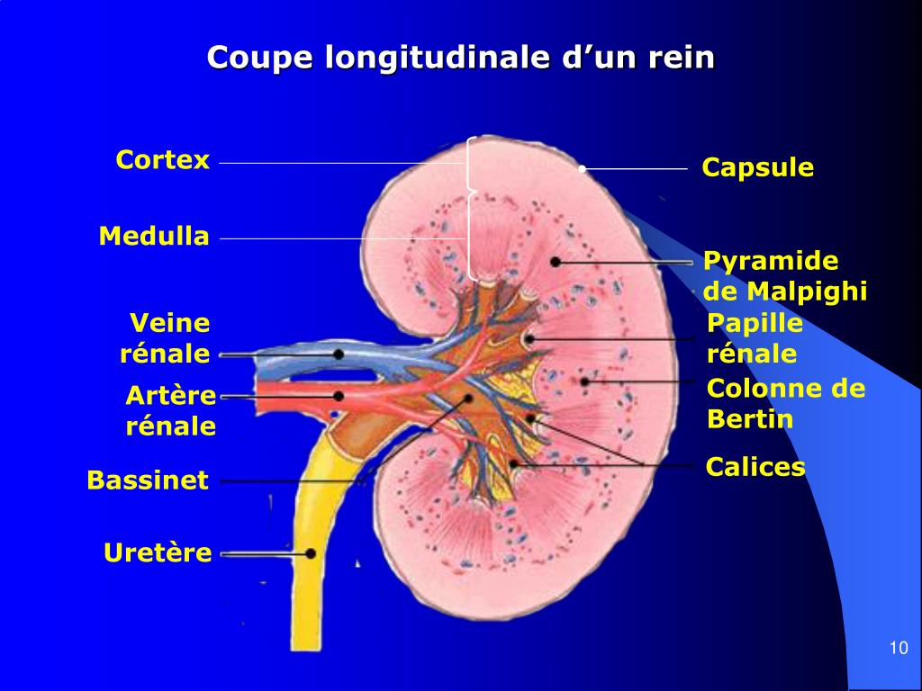 PPT ANATOMIE DU REIN ET DES VOIES URINAIRES PowerPoint