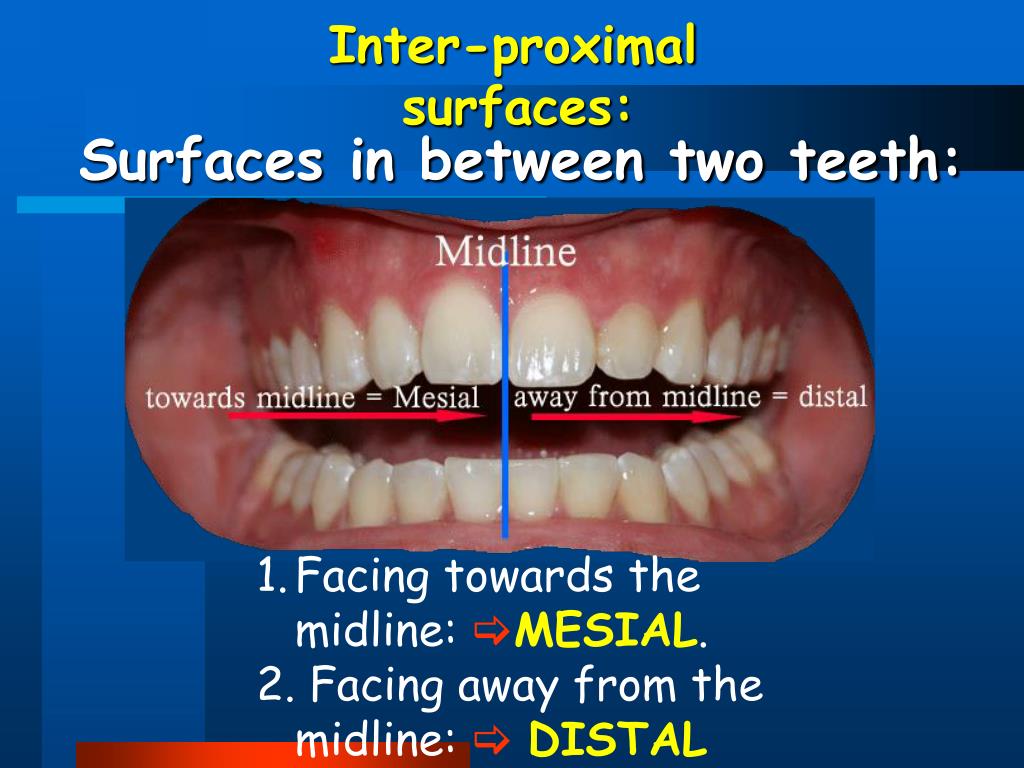 PPT Human Dentition PowerPoint Presentation, free download ID6889119
