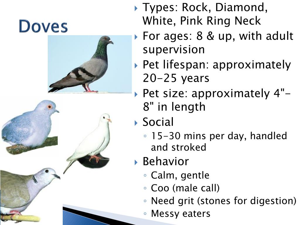 PPT Birds Types PowerPoint Presentation, free download ID6890929