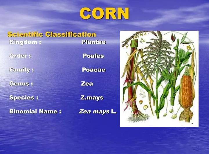 PPT CORN PowerPoint Presentation, free download ID6895204
