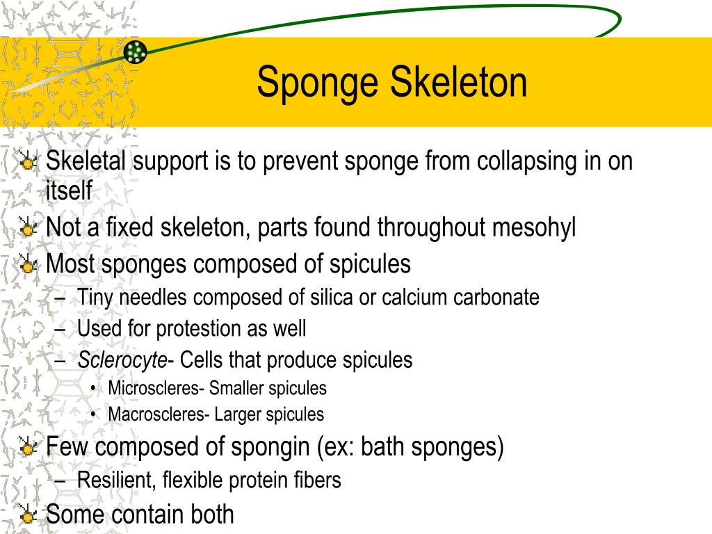 PPT Kingdom Animalia PowerPoint Presentation, free download ID6897767