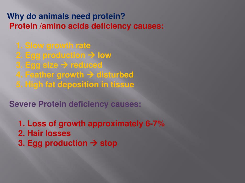 PPT PROTEIN FOR ANIMALS PowerPoint Presentation, free download ID
