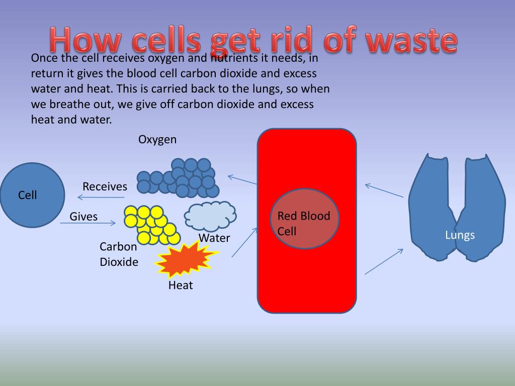 How Do Plant Cells Get Rid Of Waste at Marta Leclair blog