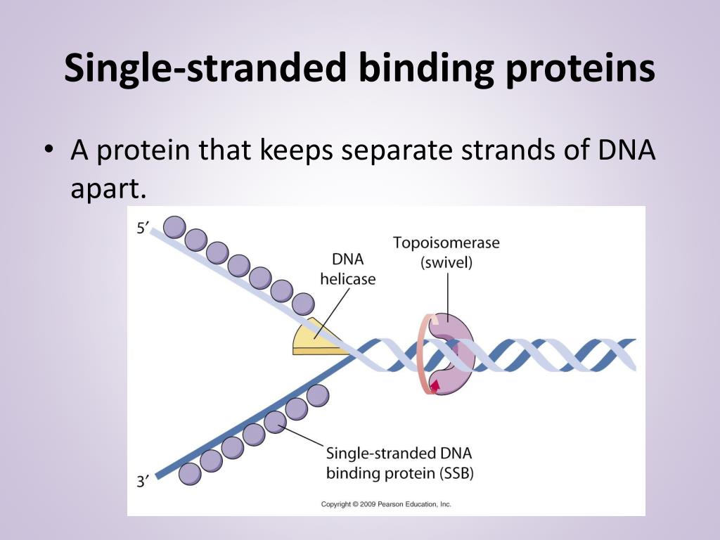 PPT DNA Replication PowerPoint Presentation, free download ID6899779
