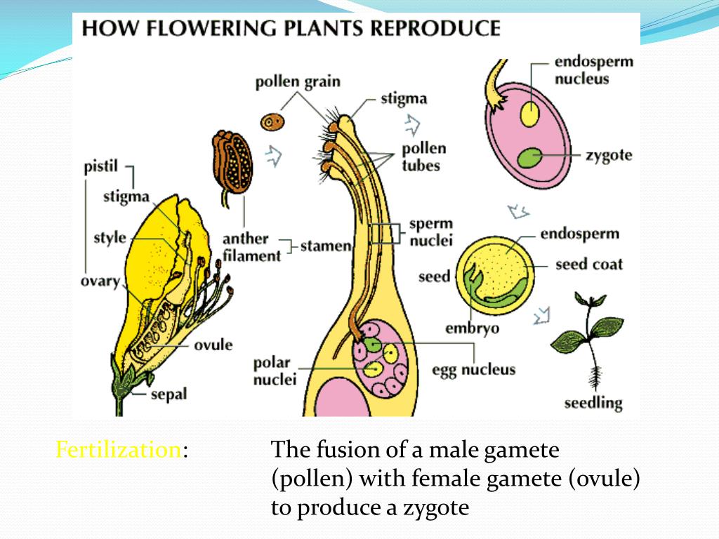 PPT Angiosperm Reproduction PowerPoint Presentation, free download