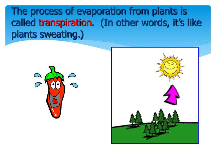 PPT The Water Cycle PowerPoint Presentation ID6902109