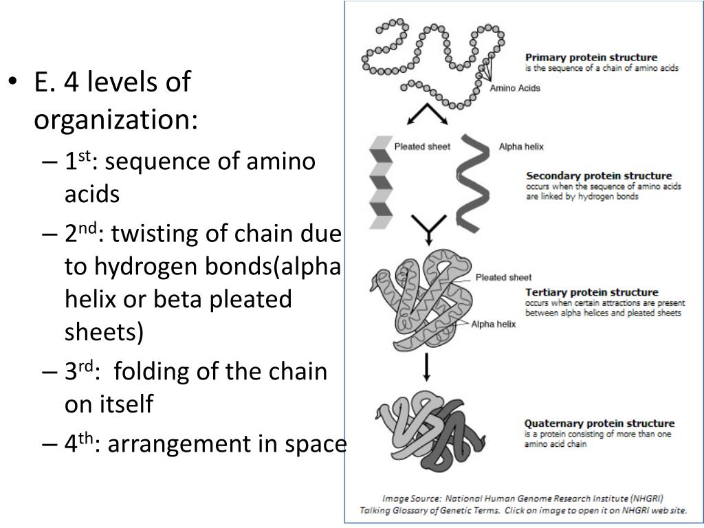 PPT Organic Compounds Biomolecules PowerPoint Presentation, free