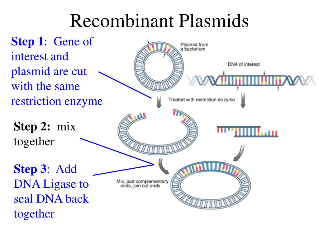 PPT Restriction Enzymes PowerPoint Presentation, free download ID