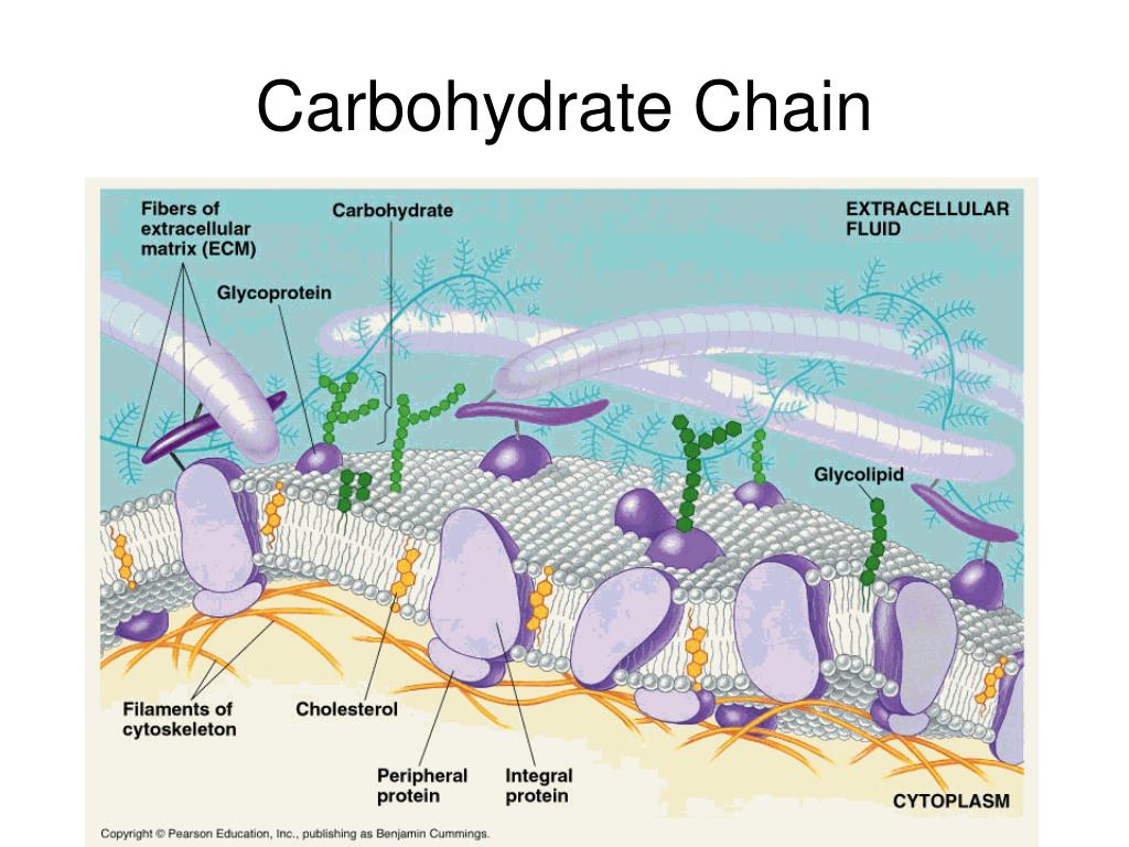 PPT Plasma Membrane PowerPoint Presentation, free download ID6903957