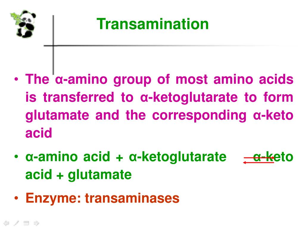 PPT Section M Nitrogen Metabolism PowerPoint Presentation, free