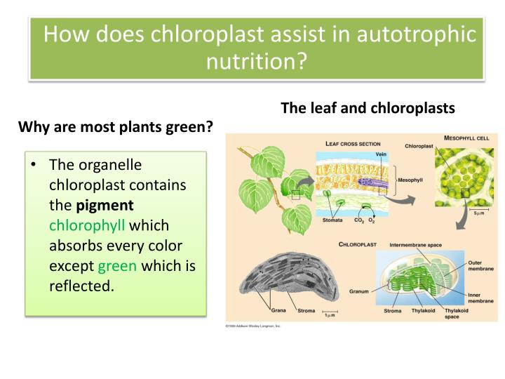 PPT Aim How do Autotroph's make their food? PowerPoint Presentation