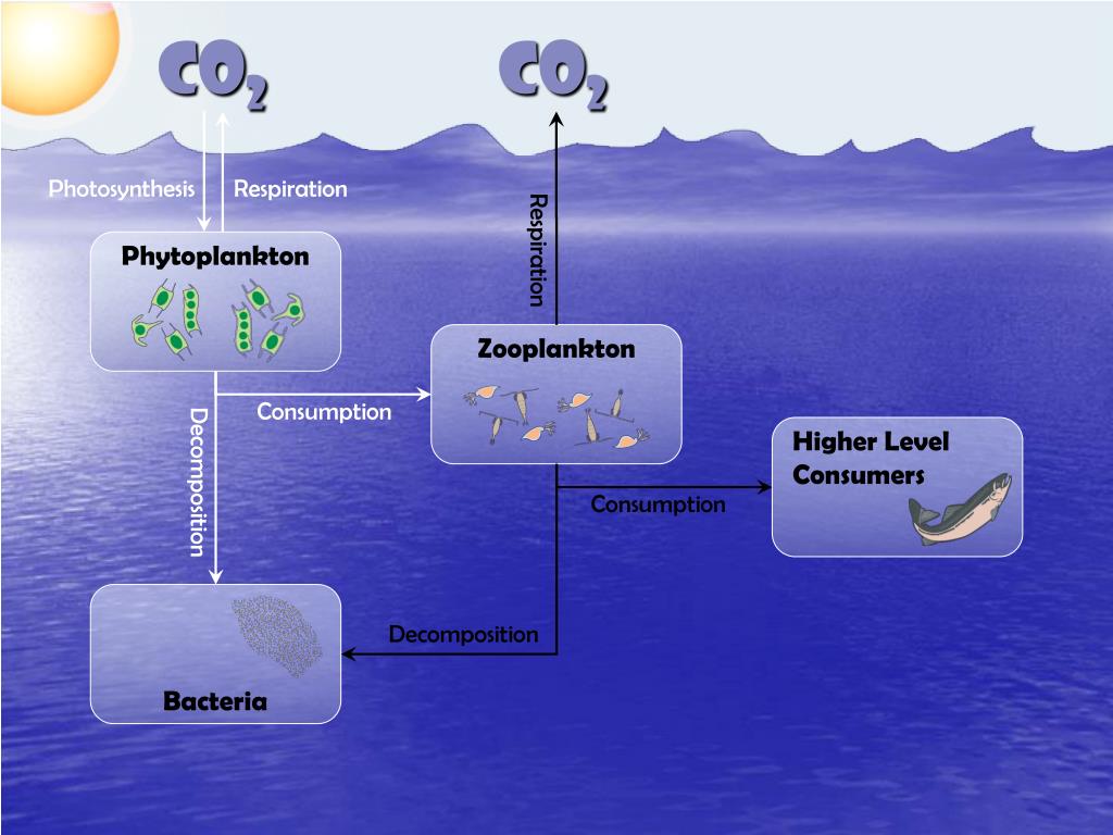 PPT The Biological Pump PowerPoint Presentation, free download ID