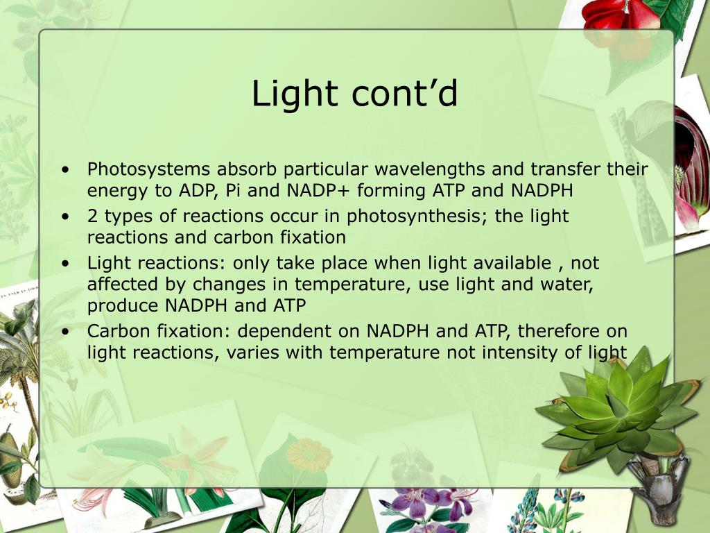 PPT Light Energy and Photosynthetic Pigments PowerPoint Presentation