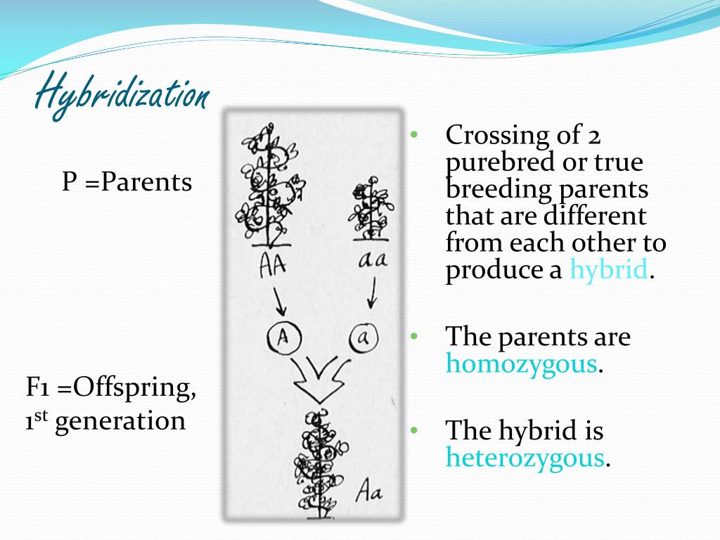 PPT Introduction to PowerPoint Presentation, free download