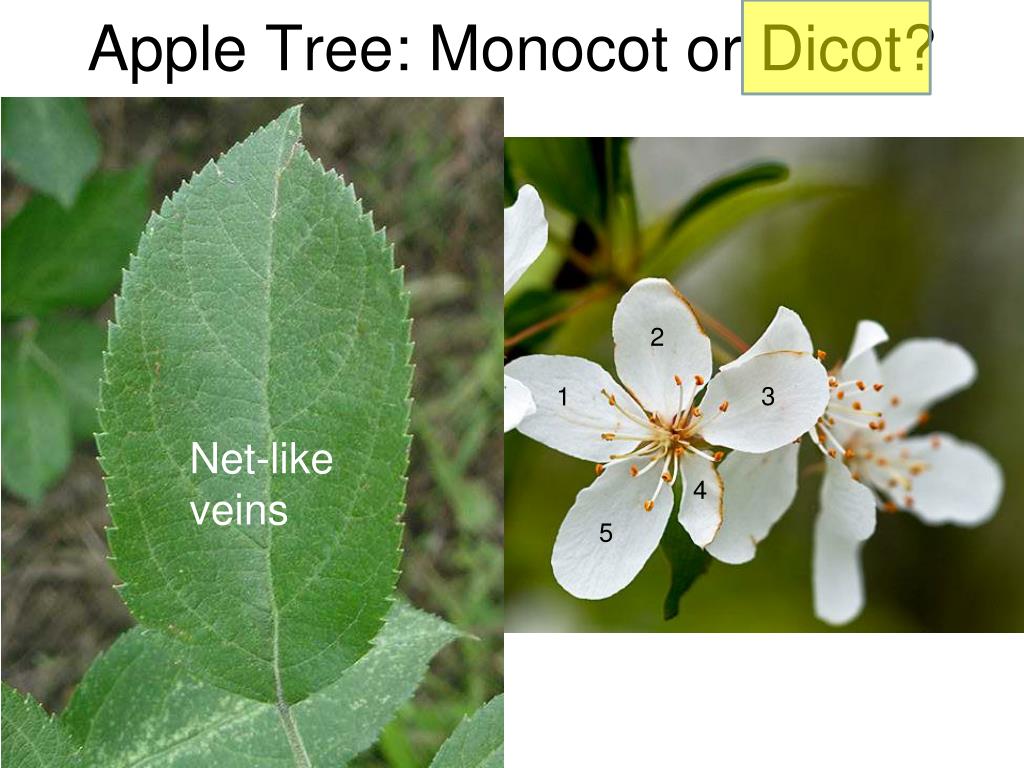 PPT Angiosperms PowerPoint Presentation, free download ID6912024