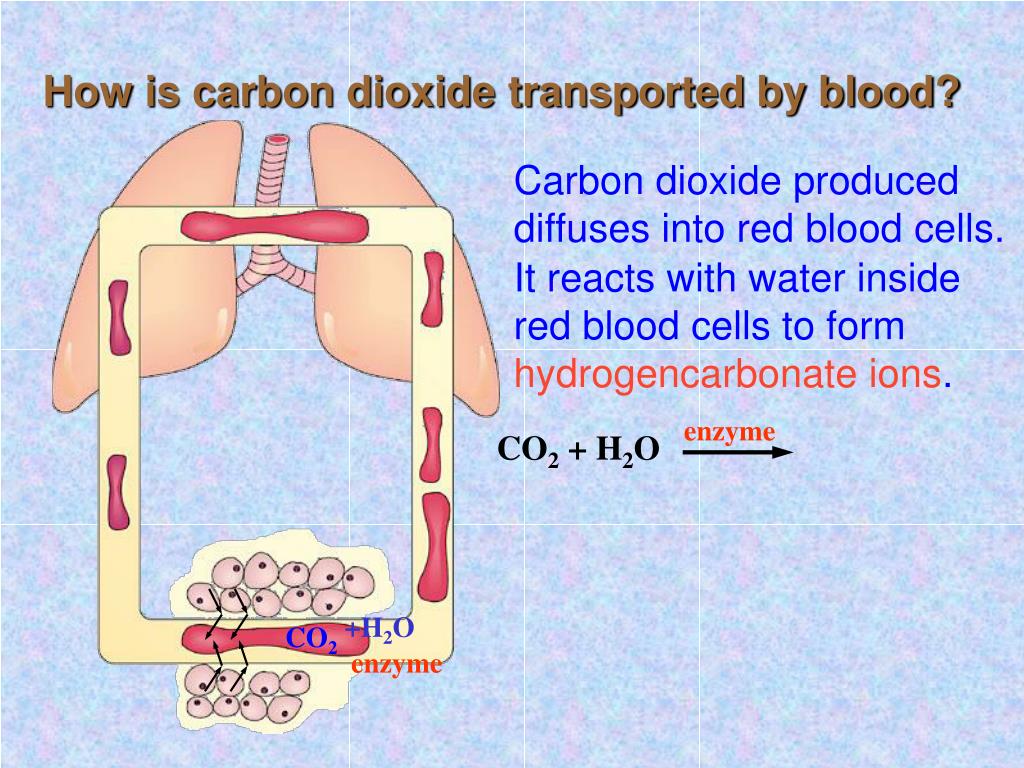 PPT Transport of Carbon Dioxide PowerPoint Presentation, free