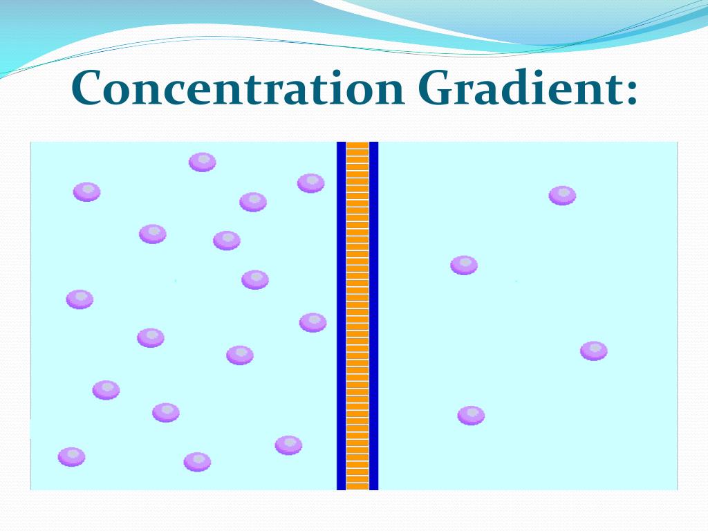 PPT - Cellular Transport PowerPoint Presentation, free download - ID