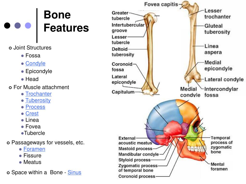 PPT Skeletal System PowerPoint Presentation, free download ID6932789