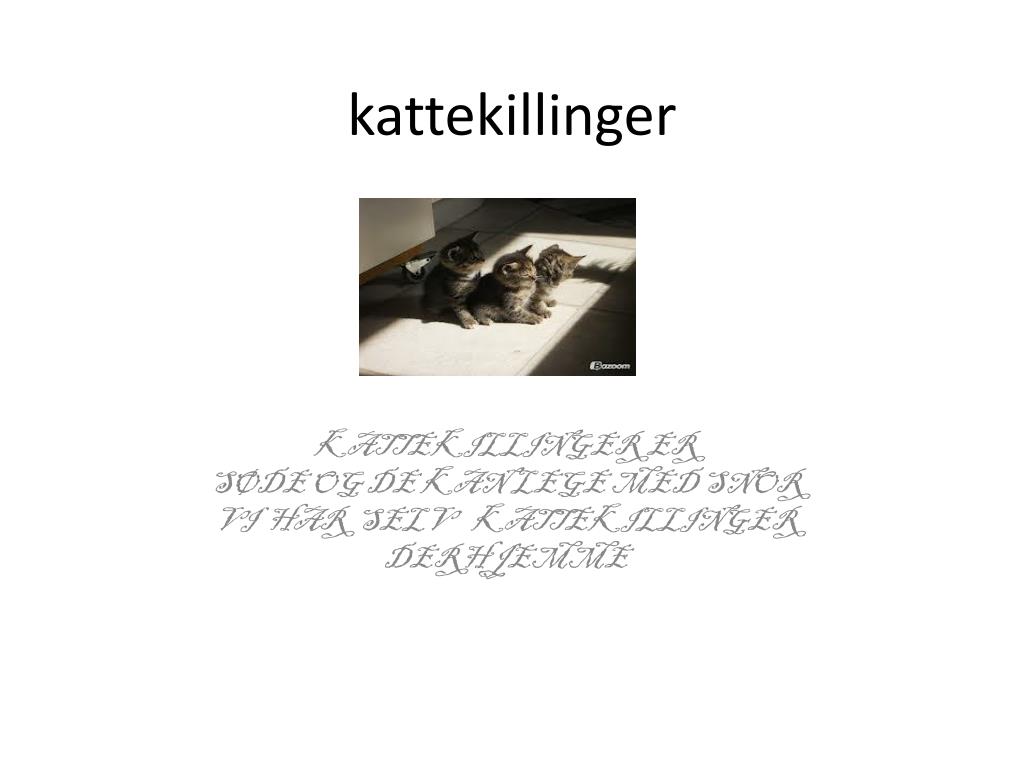PPT kattekillinger PowerPoint Presentation, free download ID6935234