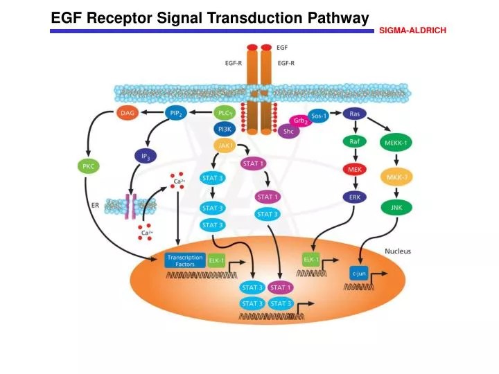 PPT EGF Receptor Signal Transduction Pathway PowerPoint Presentation