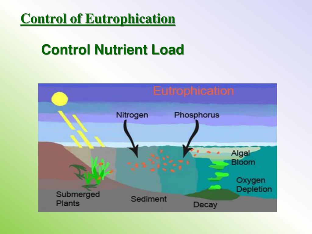 PPT The Basics of Phosphorus Removal PowerPoint Presentation, free