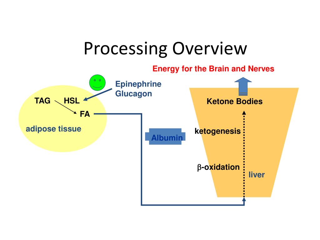 Web it is the formation of ketone bodies in the liver mitochondria. Acetone is not metabolized, but is exhaled. PPT KETONE BODY METABOLISM PowerPoint Presentation, free download