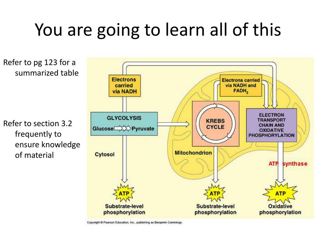 PPT Aerobic Respiration PowerPoint Presentation, free download ID PPT Aerobic Respiration PowerPoint Presentation, free download ID