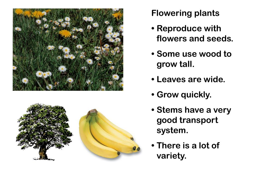 PPT Conifers Reproduce with flowers and seeds in cones. Use wood to