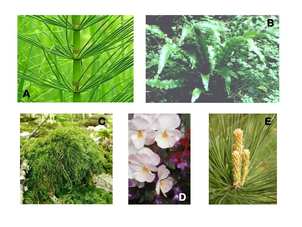 PPT Conifers Reproduce with flowers and seeds in cones. Use wood to