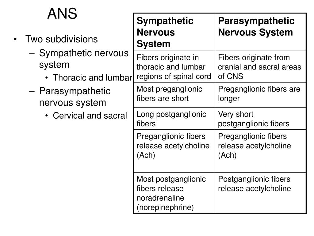 PPT Chapter 7 The Peripheral Nervous System Efferent Division