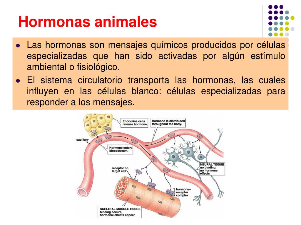 PPT LOS BIOCATALIZADORES PowerPoint Presentation, free download ID