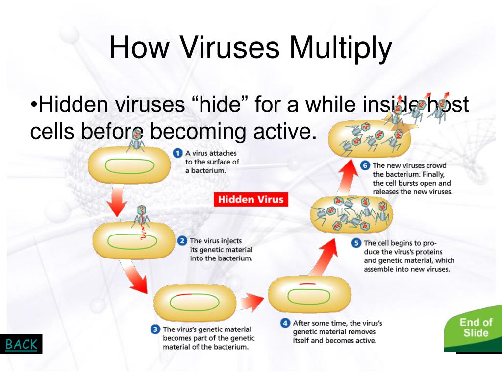 PPT VIRUSES! PowerPoint Presentation, free download ID