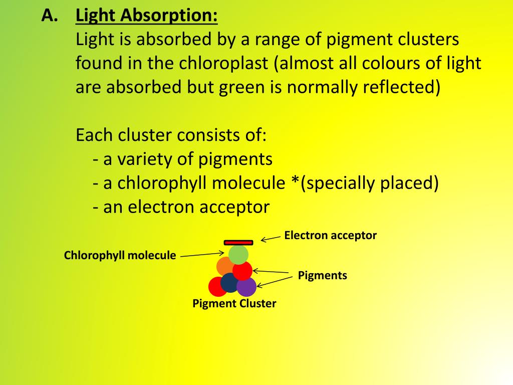 PPT Chpt . 11 Photosynthesis PowerPoint Presentation, free download