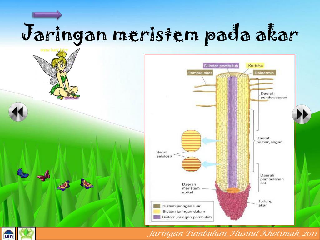 PPT JARINGAN TUMBUHAN PowerPoint Presentation, free download ID6956244