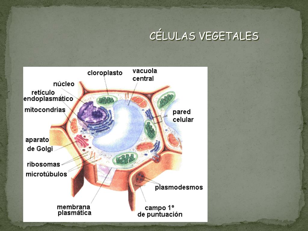 PPT LA CÉLULA PowerPoint Presentation, free download ID6958907