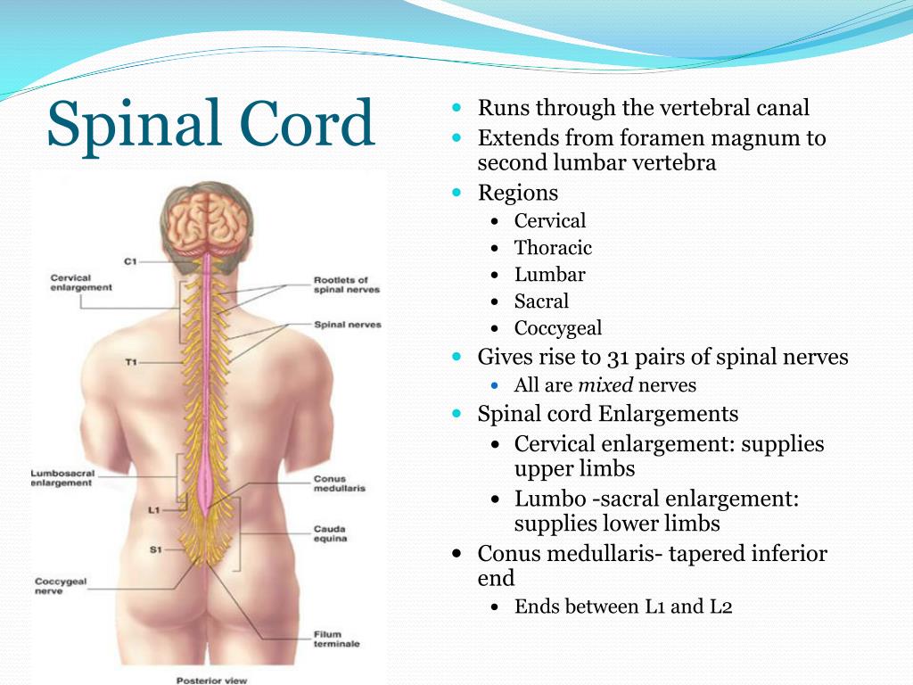 PPT Spinal Cord PowerPoint Presentation, free download ID6959841